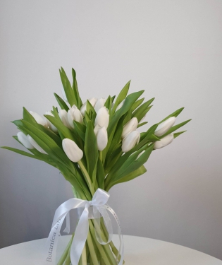 25 белых тюльпанов